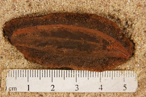 Populus kansaseana
