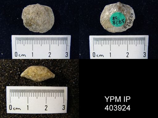 Orthostrophia strophomenoides