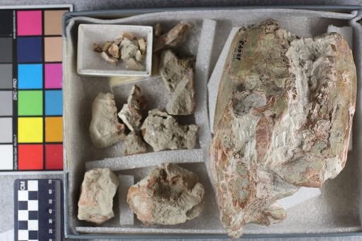 Merycoidodon culbertsoni