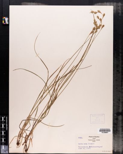 Carex aenea