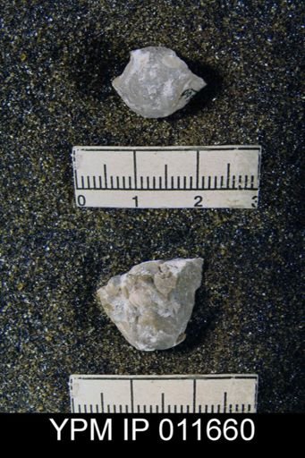 Marginifera cristobalensis