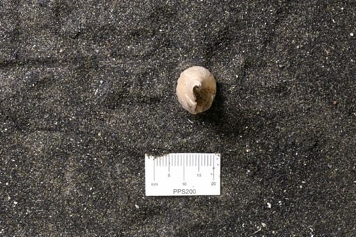 Lioderma coronotum