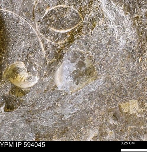 Limopsis? striatopunctatus