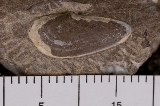 Yoldia lacrima