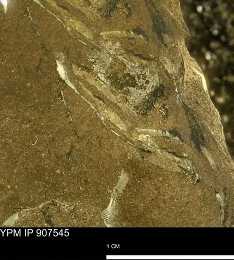 undet. Mollusca