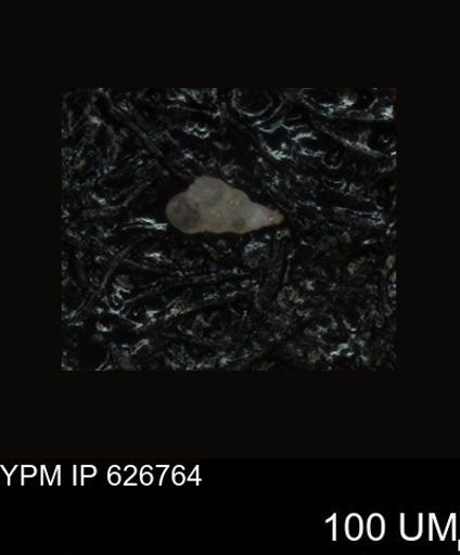 undet. Foraminiferida