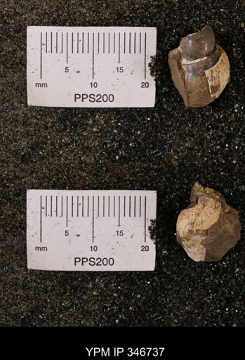 undet. Gastropoda