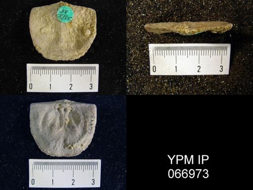 Strophonella reversa