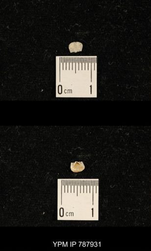Brachiopoda