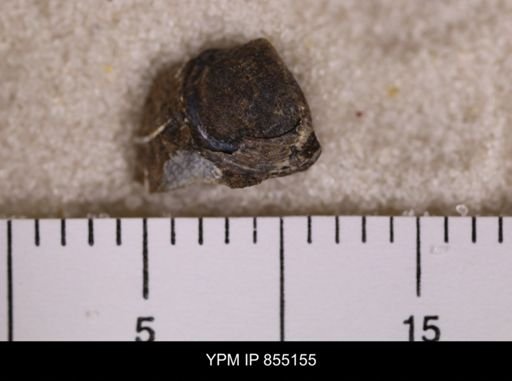 undet. Bivalvia
