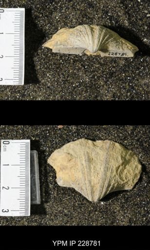 Neospirifer triplicatus