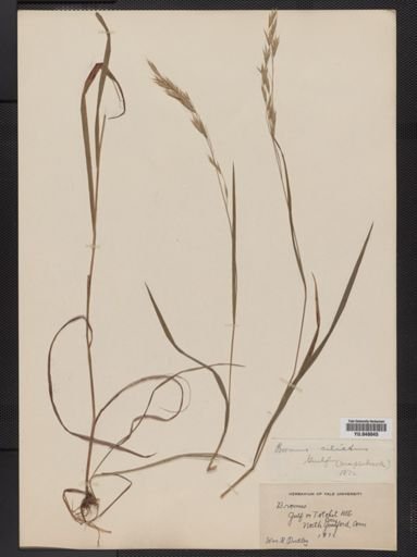 Bromus ciliatus