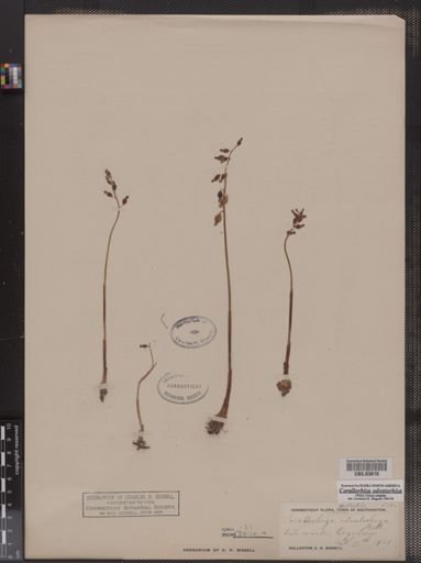 Corallorhiza odontorhiza