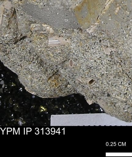 undet. Scaphopoda