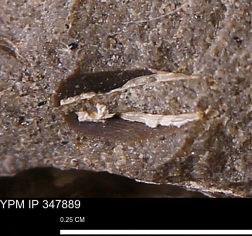 undet. Bivalvia