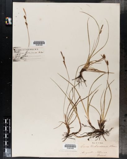 Carex richardsonii