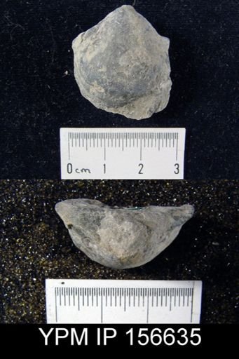 Clitambonites sp.
