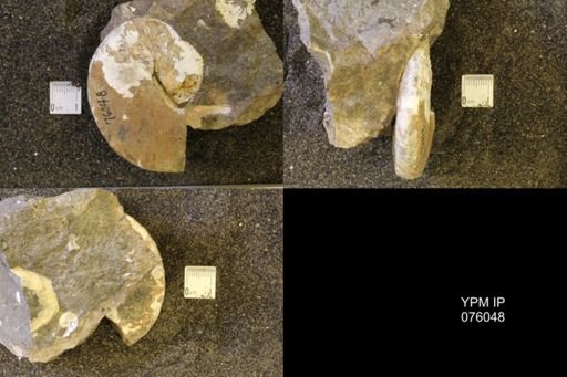 Hoploscaphites birkelundi
