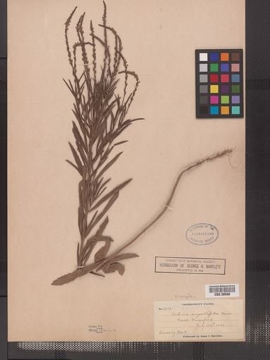 Verbena simplex