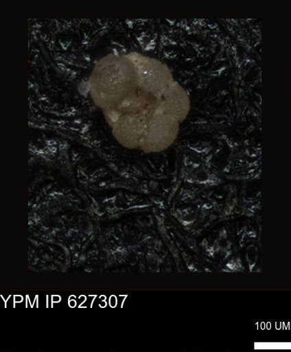undet. Foraminiferida
