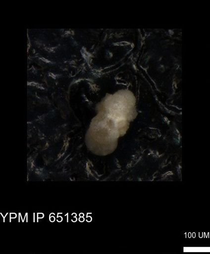 undet. Foraminiferida