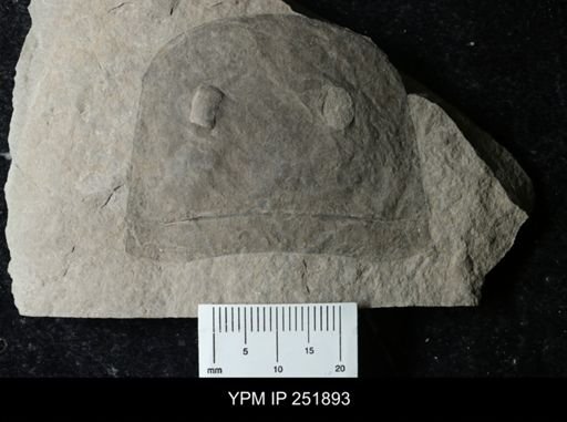Eurypterus sp.