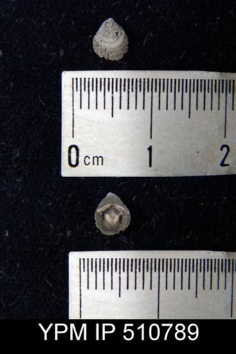 Lingulapholis sp.