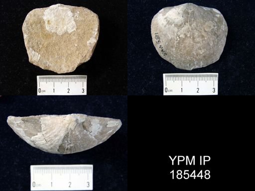 Stropheodonta hemispherica