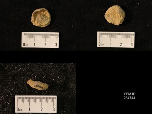 Marginifera splendens