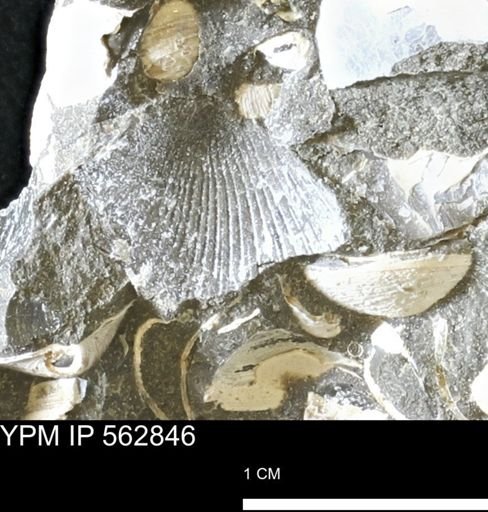 Oxytoma (Hypoxytoma) nebrascana
