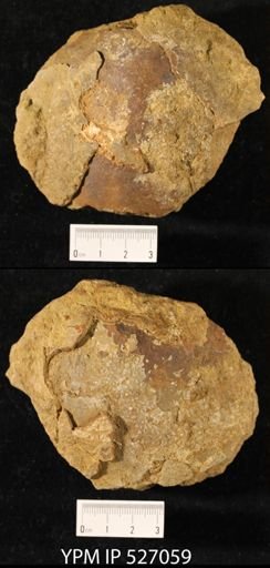 undet. Bivalvia