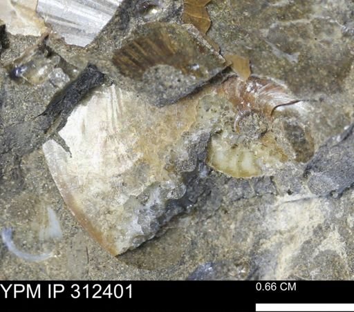 Sphenodiscus lenticularis