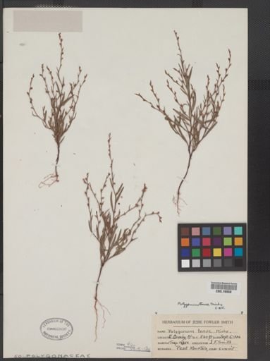 Polygonum tenue