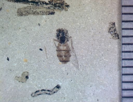 undet. Diptera