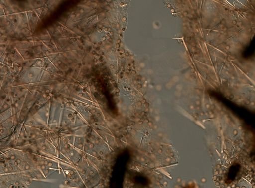 Geodia gibberosa