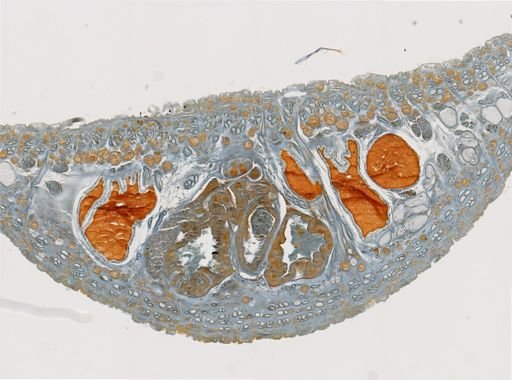 Helobdella fusca