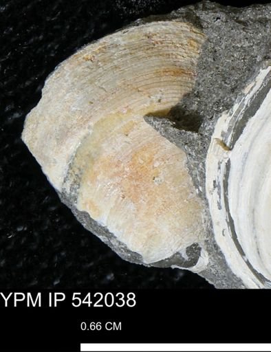 Protocardia subquadrata