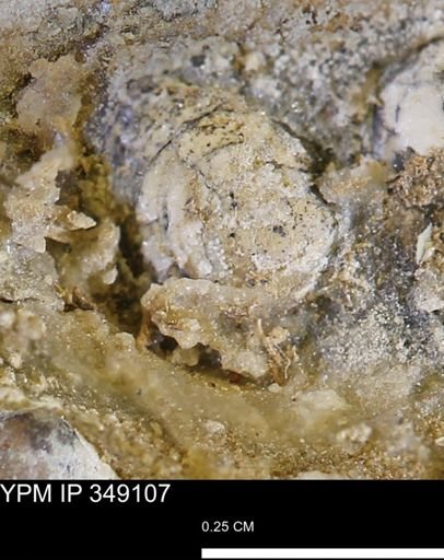 Bivalvia?