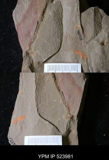 Hurdiidae