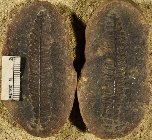 Pecopteris sp.