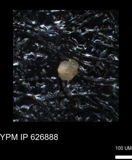 undet. Foraminiferida