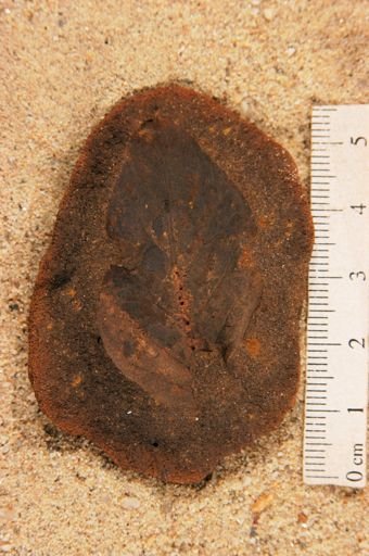 Angiospermopsida