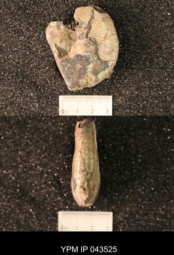 Hoploscaphites nicolletii