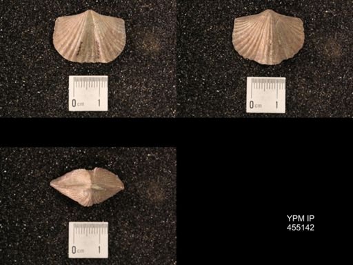 Platystrophia sublaticosta