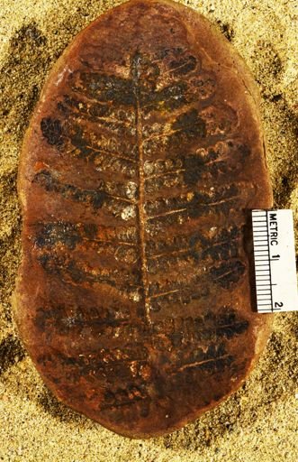 Pecopteris sp.