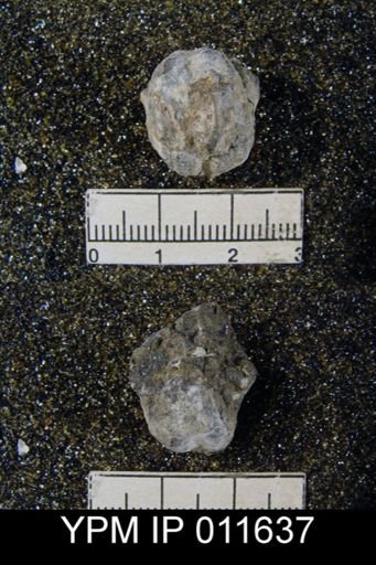 Marginifera popei minor