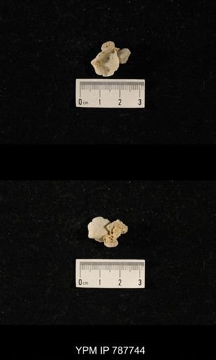 Brachiopoda