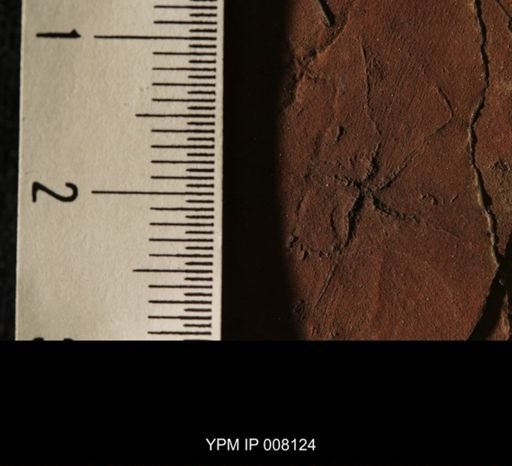 Astartella varica