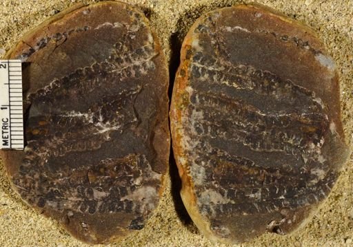 Pecopteris