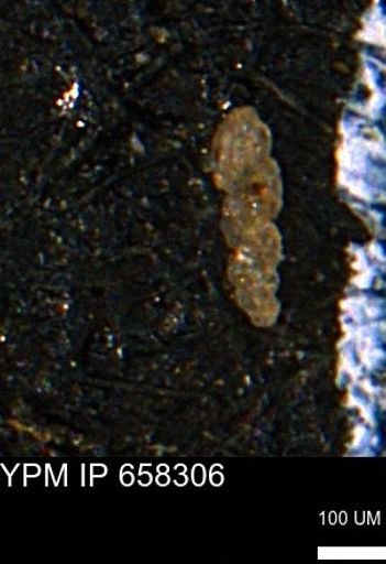 Verneuilinoides kansasensis